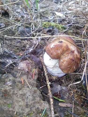 вот такие еще