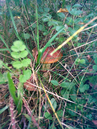 рос возле березки