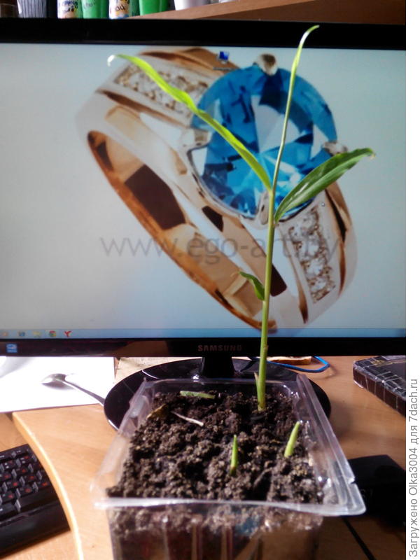 вот как вымахал