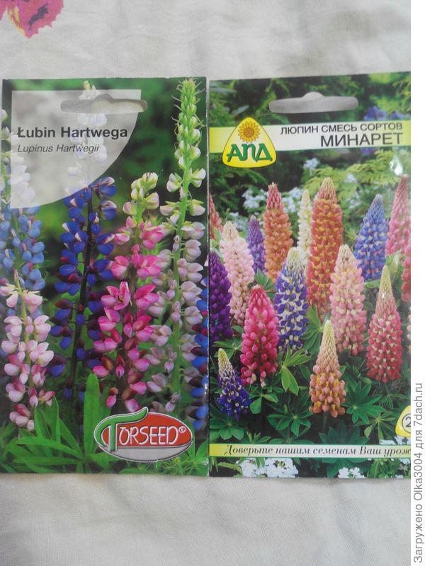 люпин разноцветный, помимо этого, еще есть 2 пакета седирата люпина