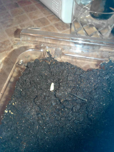 первый росточек