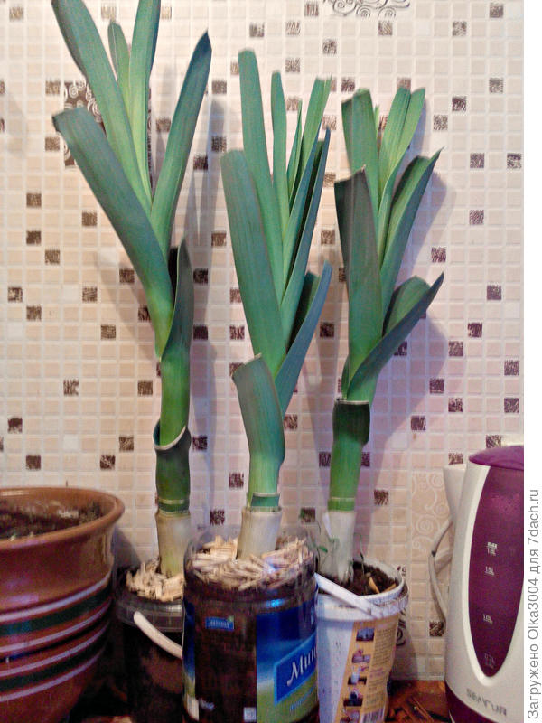 3 недели от посадки