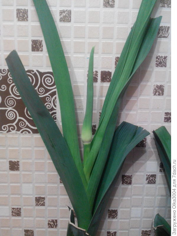 будет цветок