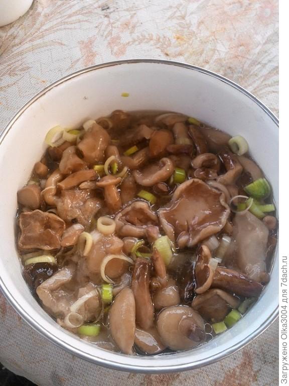 маслятки