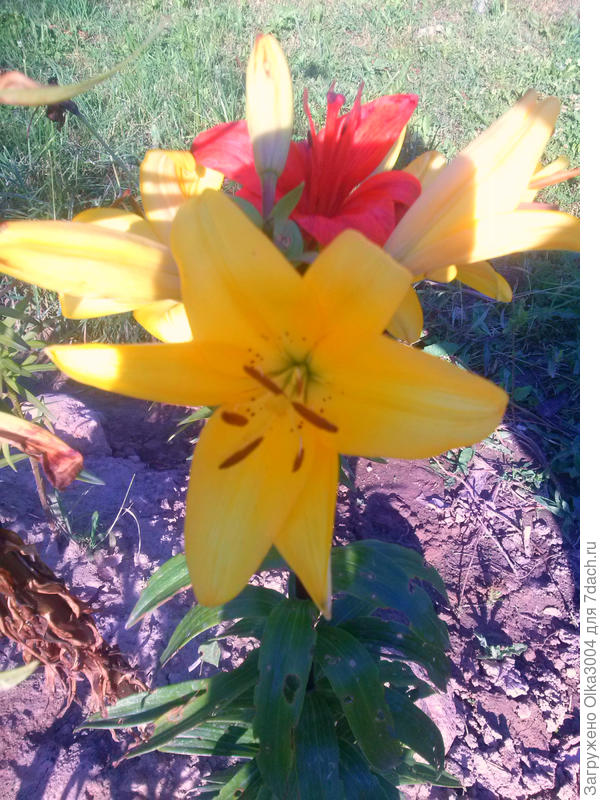 желтые и красная