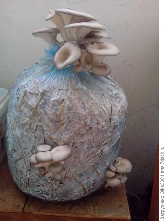 вот оно то ЩАСЦЕ )))