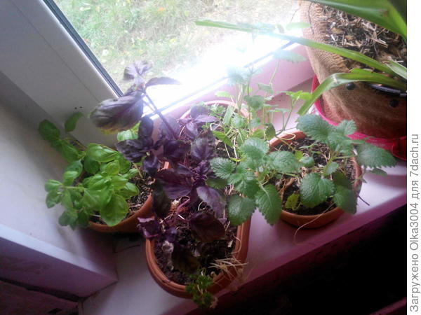 а вот и базилик двух сортов