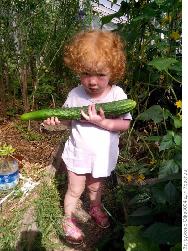 вот такие они примерно вырастают за 4 дня... И ЭТО ОЧЕНЬ ДАЖЕ НЕ ПРИДЕЛ!