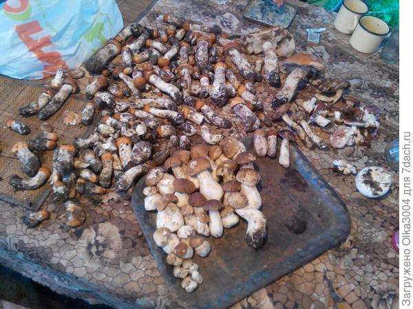 а это мы с детками собрали возле дома нашего, как только они полезли. Лес у нас возле калитки