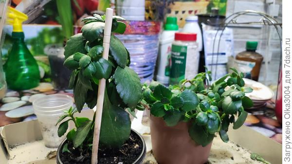 А вот оно само