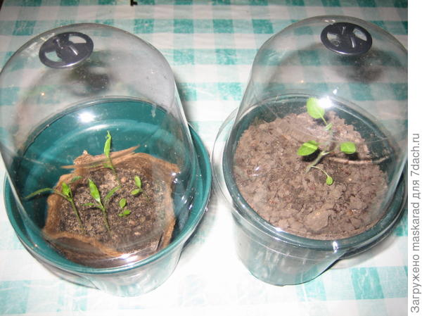 Горшочки с прозрачными колпачками