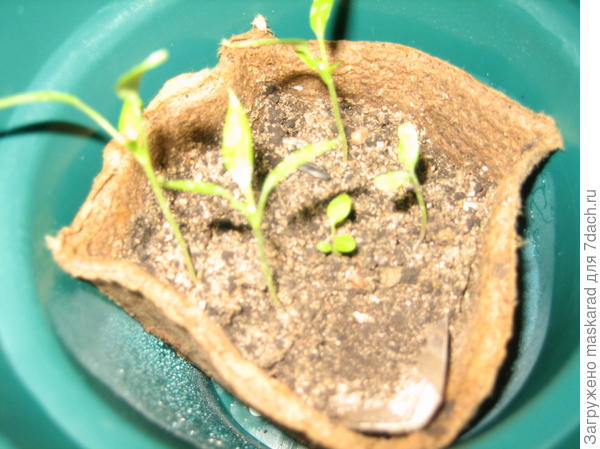 Макушка от погибающего Пепино среди перцев