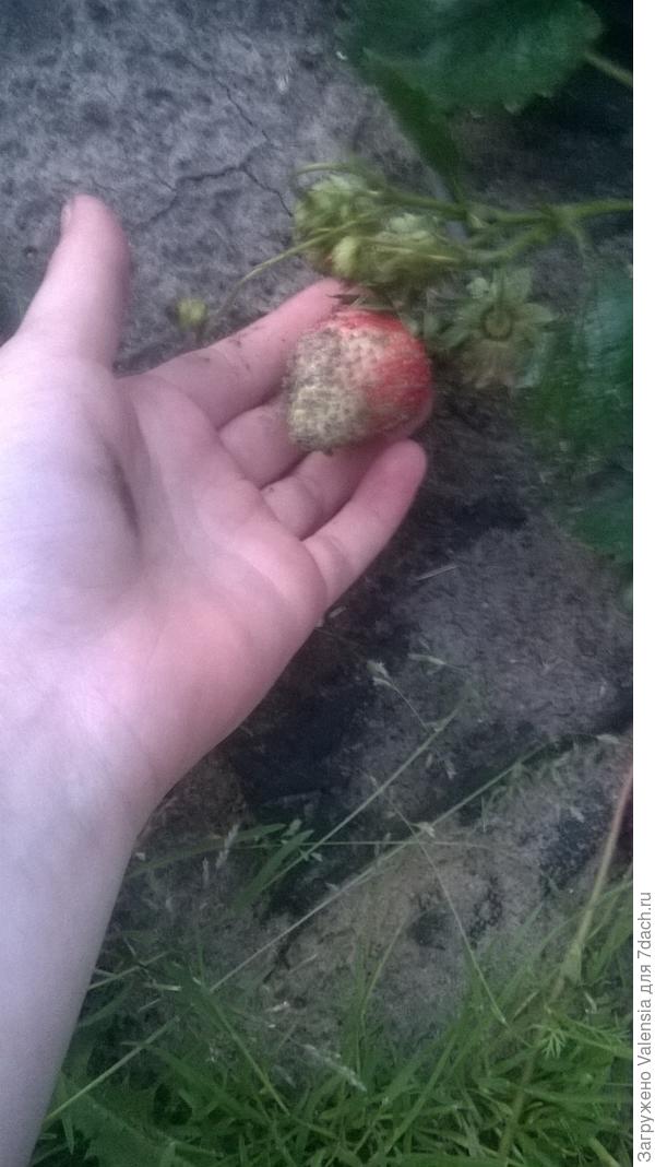 первый урожай