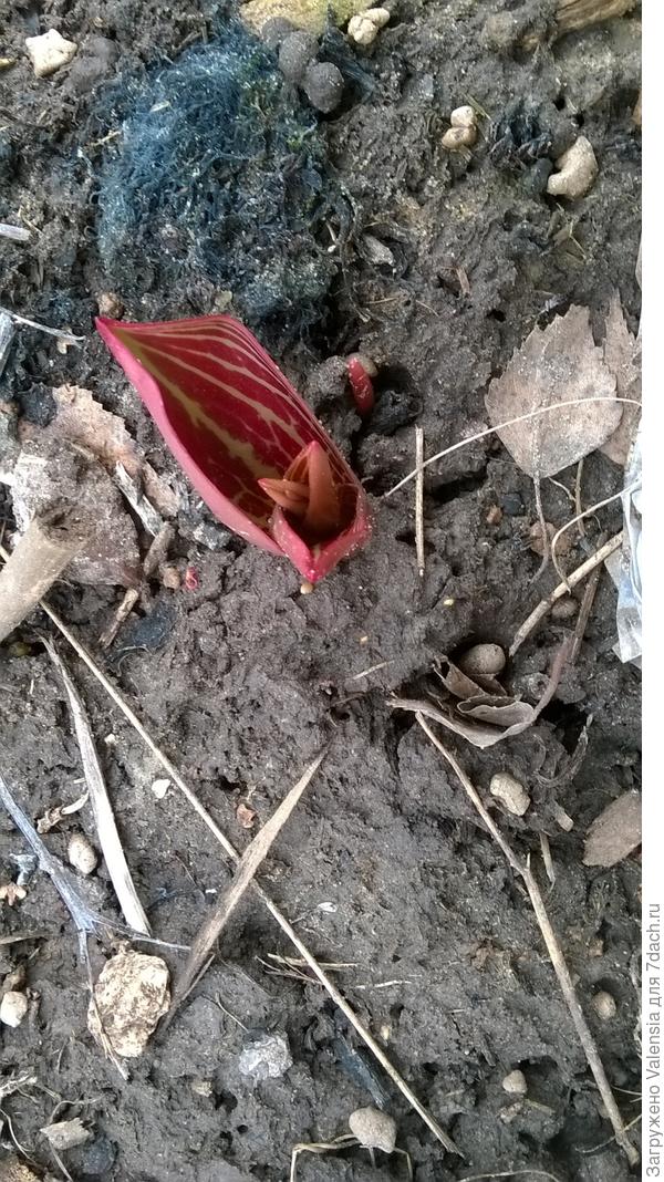 Это такой тюльпанчик интересный