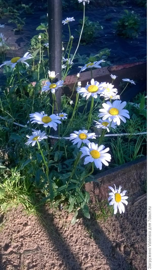 это уже мои красавицы ближе к лету