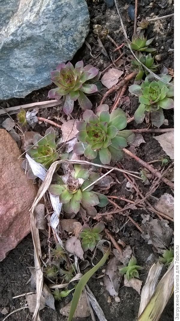 мое молодило, сейчас уже гораздо больше стало