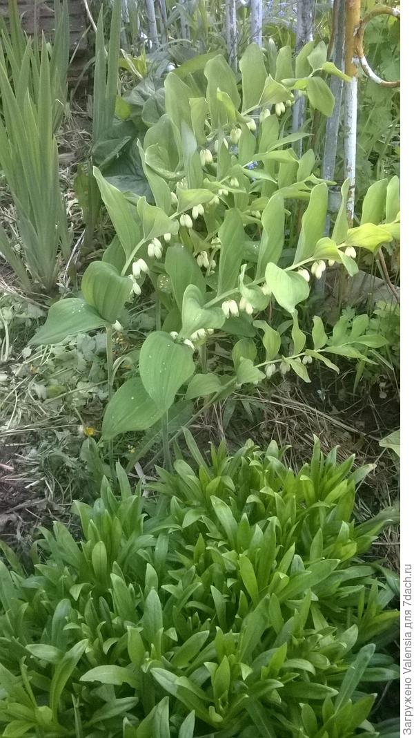 Купинушка моя красавица как она мне нравиться