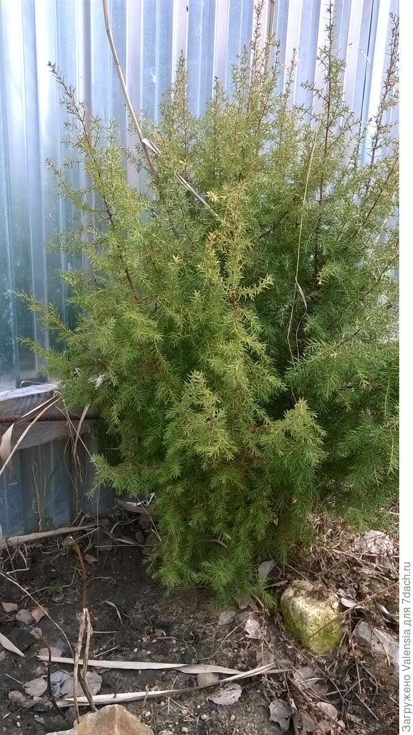 Можжевельник дикий