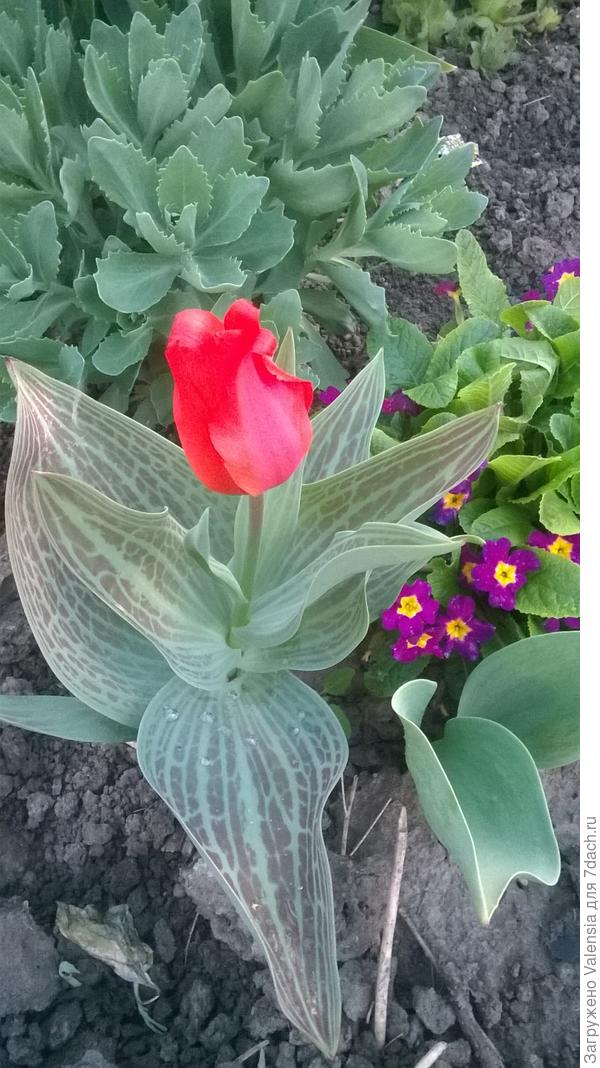 это мой тюльпанчик с экзотической листвой