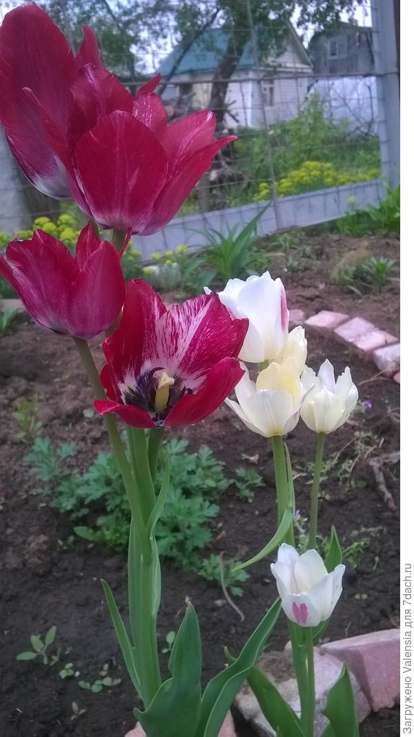это кустовые тюльпанчики