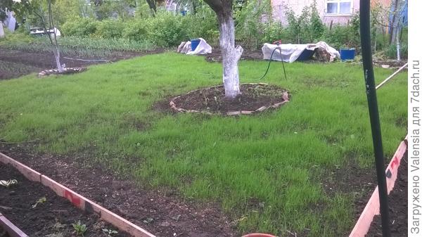 это новый газон только посадили весной