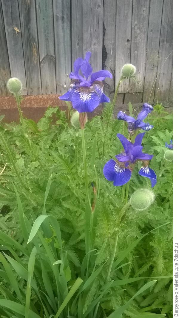 это ирис мелкий, но красивый