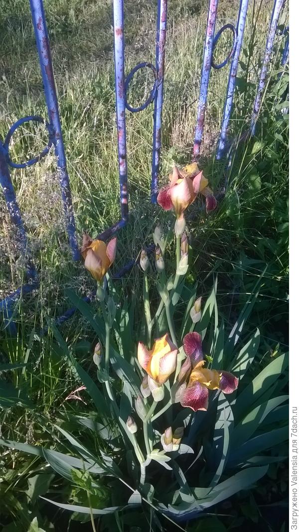 это желто-коричневый ирис