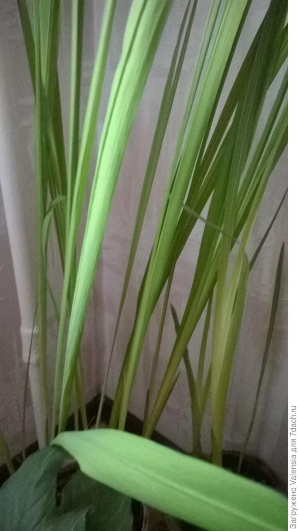 Хотела поэксперементировать и высадить гладиолусы уже большими но ничего не получилось