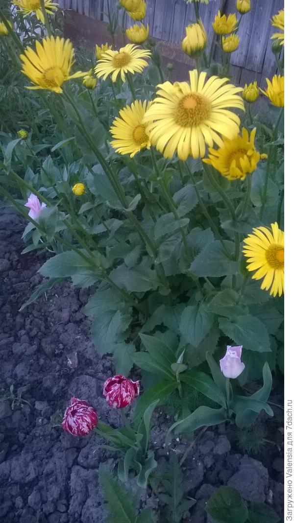 это тоже первые солнышки весенние