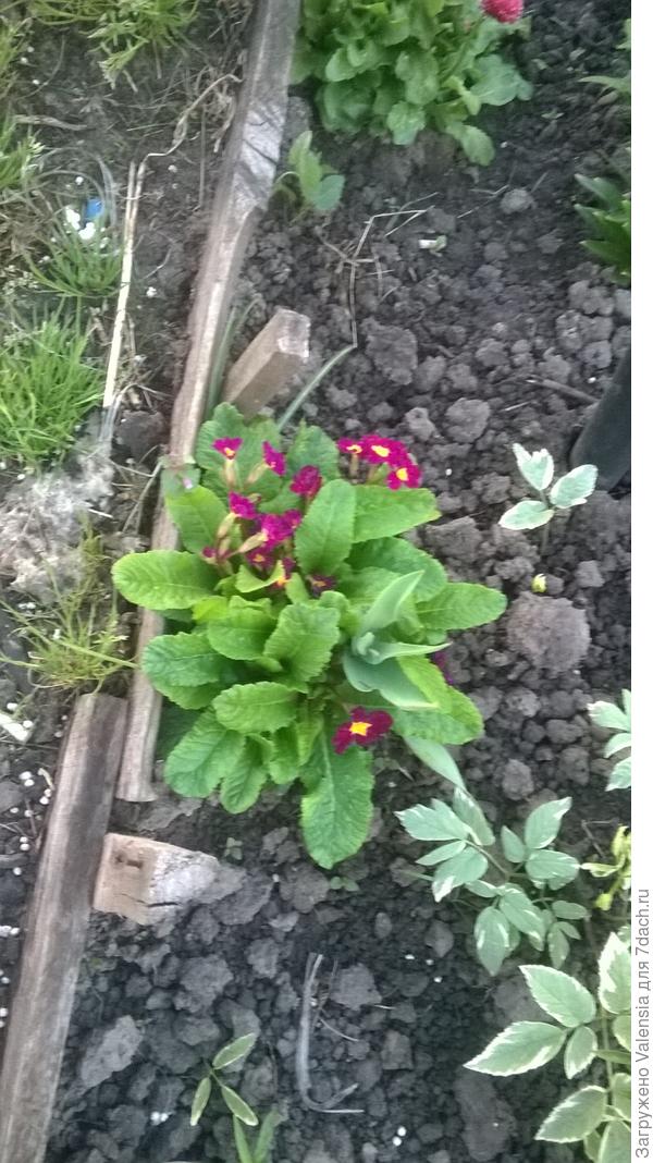 моя яркая примулка