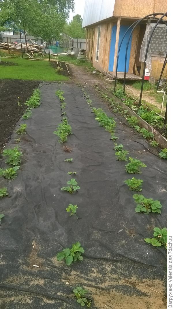 это мои ягодки первый год на новом месте и крылечко