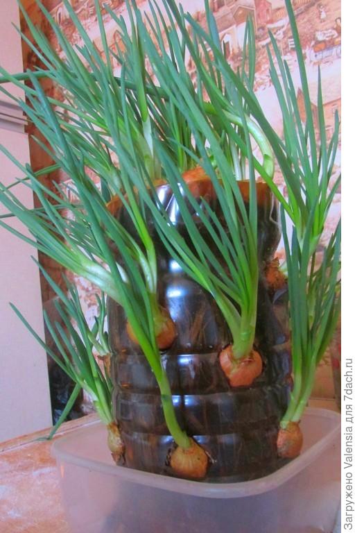 Выращивание лука в бутыле