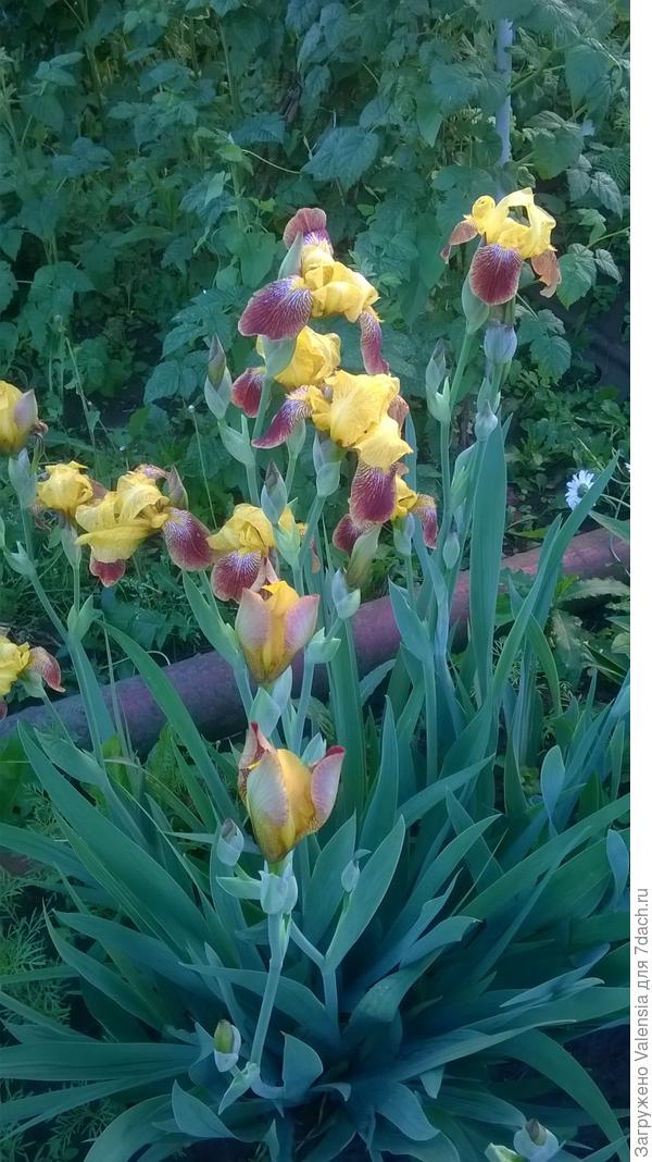 Дарю вам немного лета