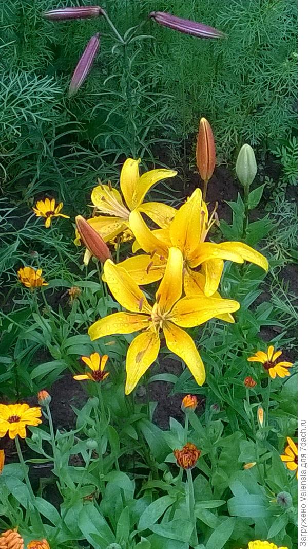 яркое солнышко