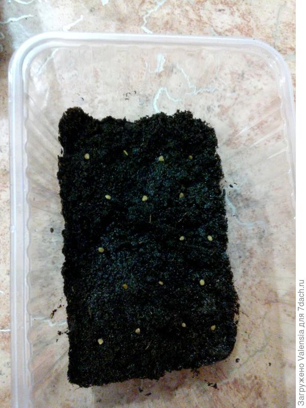 Повторный посев перцев