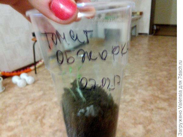 Всходы Обжорки