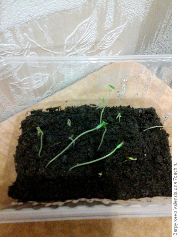 07.03.17 всходы
