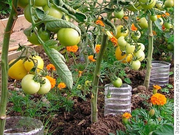 вот это как мы делаем - вниз горлышком прямо над корнями при посадке