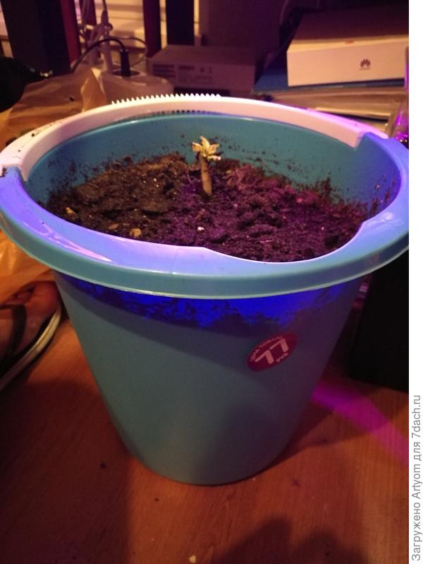 А это картошка!))) Проросла в овощном ящике, вот и решил её в ведро посадить, не знаю что из этого получится)))) Там 4 картофелены на разных уровнях, проросла пока только одна.