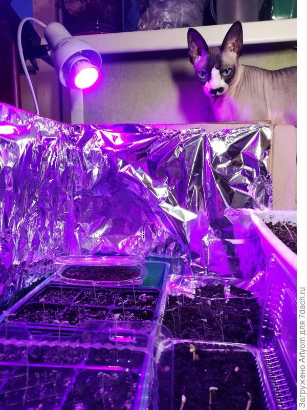 Охрана огорода)))