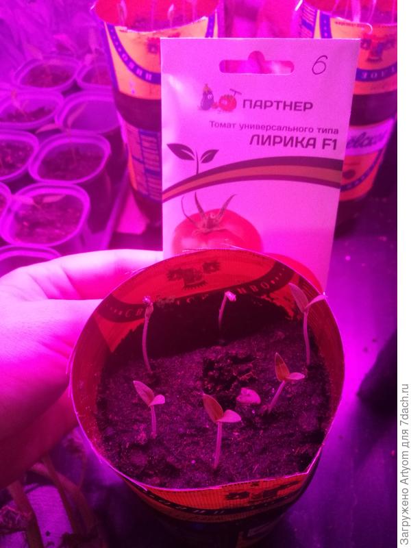 "Лирика F1". Всхожесть 6 из 7.