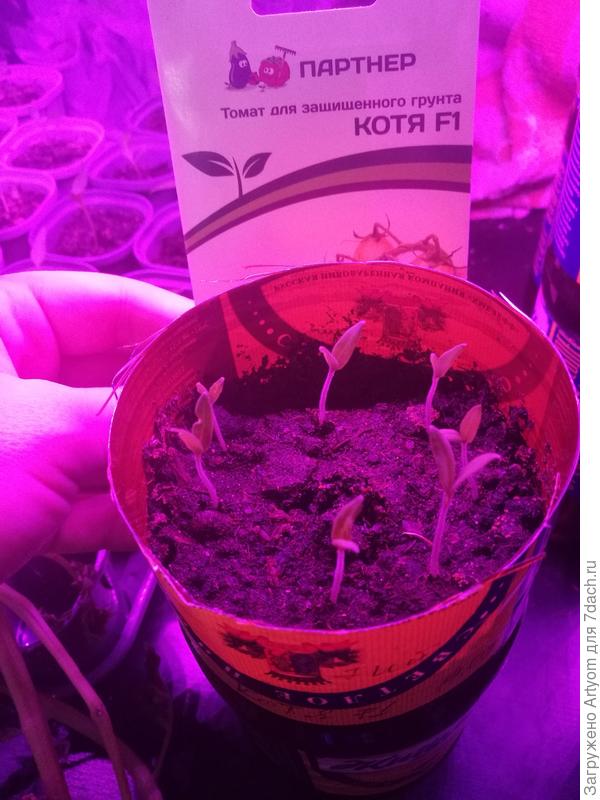 "Котя F1". Всхожесть 7 из 7.