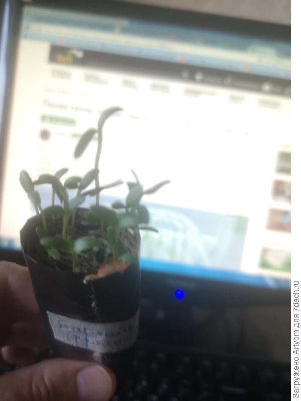 Бархатцы, посажены 20 марта