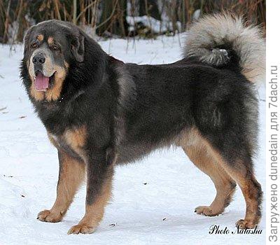кавказская овчарка