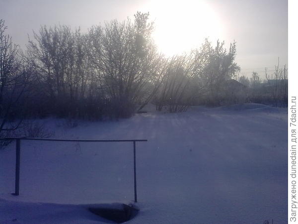 солнышко за клёнами