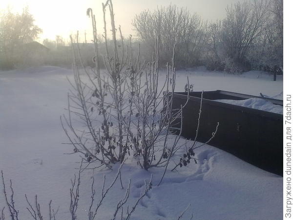 груша молоденькая - аж 3 плода уродила!