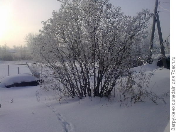 с другой стороны сирень