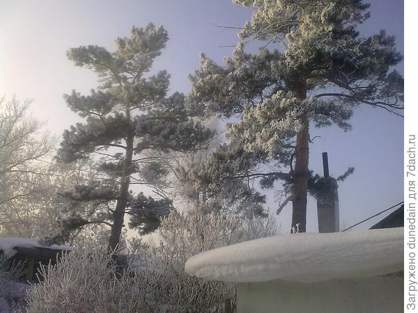 красавицы сосны у соседа