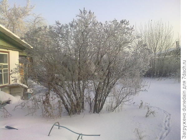 наша сирень с южной стороны дома