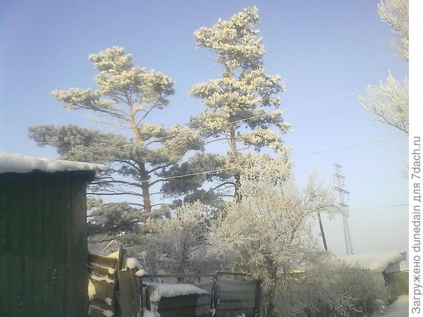 те же сосны с другого края - фото от дома